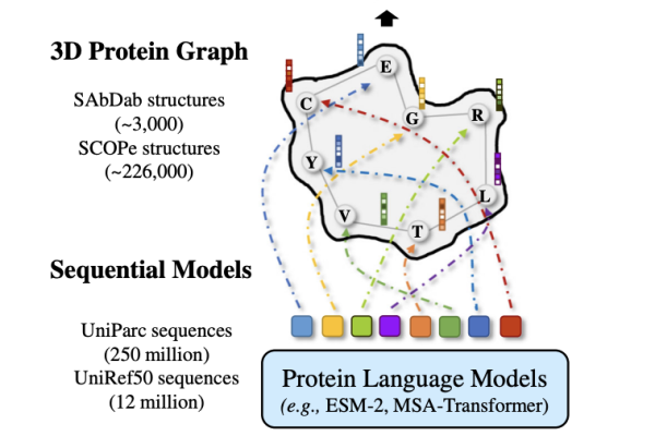 This New AI Research Advances Protein Structure Analysis By Integrating Pre-trained Protein Language Models into Geometric Deep Learning Networks