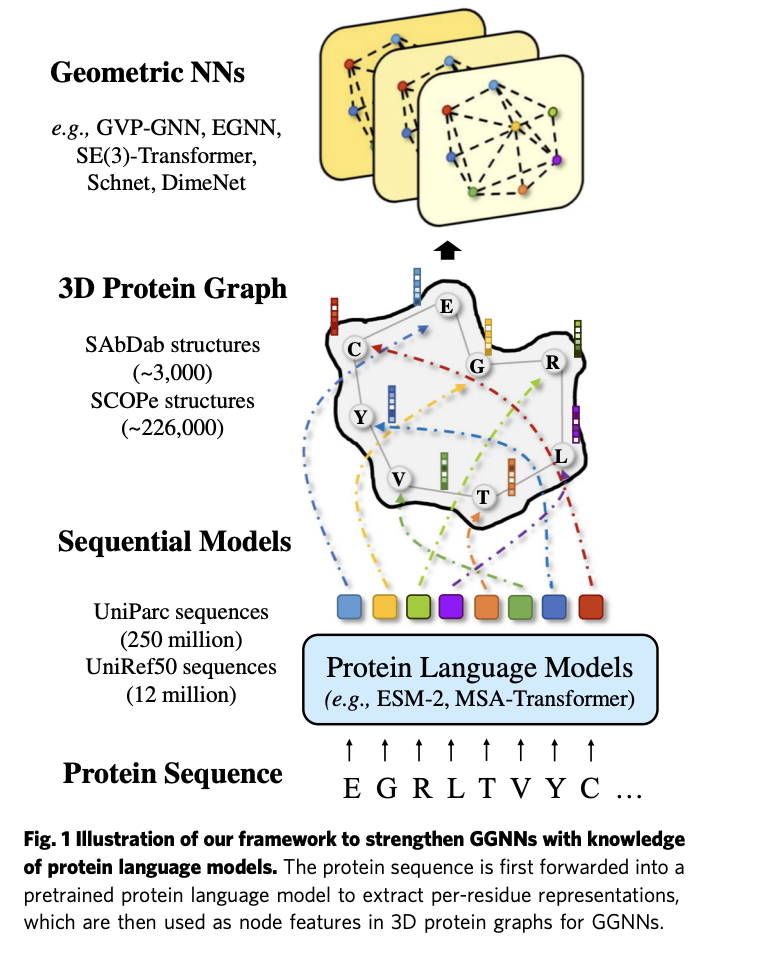 This New AI Research Advances Protein Structure Analysis By Integrating Pre-trained Protein Language Models into Geometric Deep Learning Networks